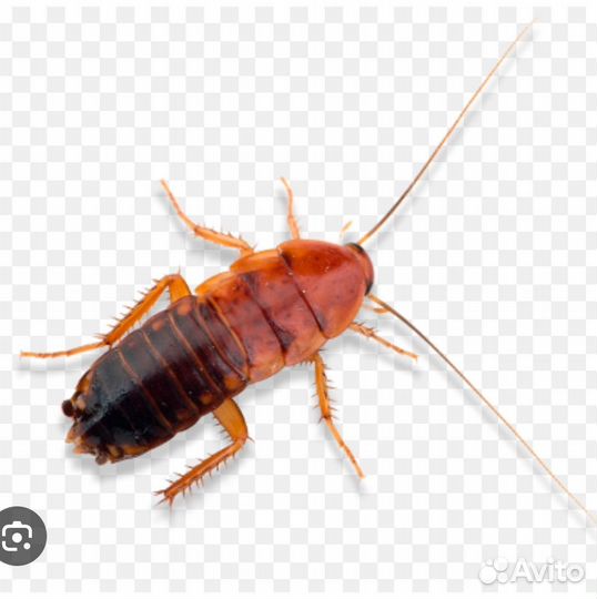 Туркменские тараканы