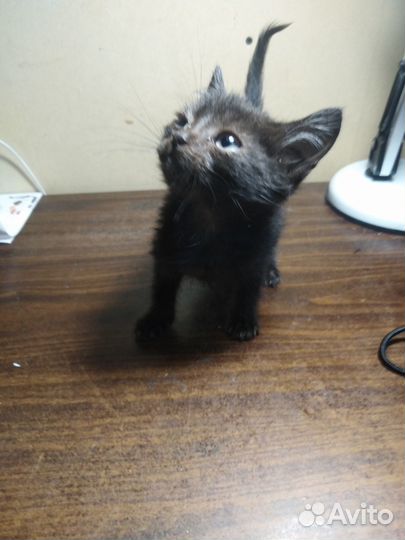 Котята в добрые руки, бесплатно