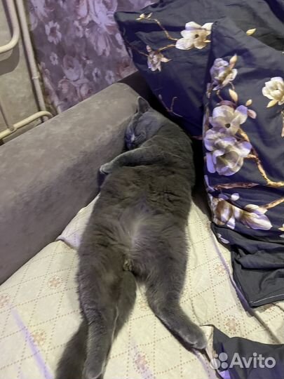 Котенок британский
