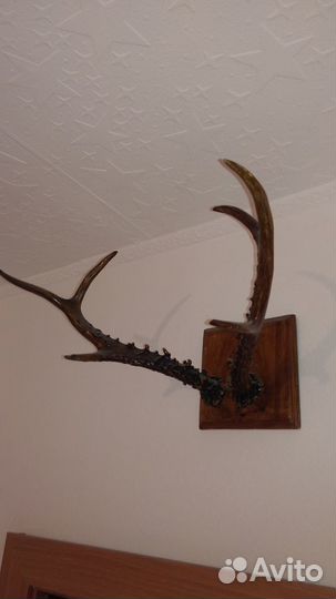 Продам рога Косули
