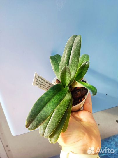 Орхидея. Пафиопедилум. Paph bellatulum x wilhelmin