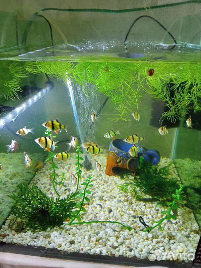 Украшение для аквариума