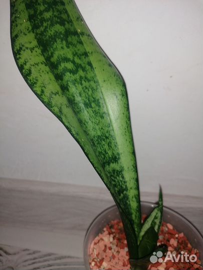 Сансевиерия муншайн Каспер