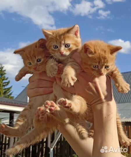 Котята в добрые руки
