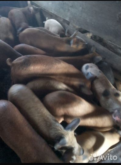 Поросята 3 месяца