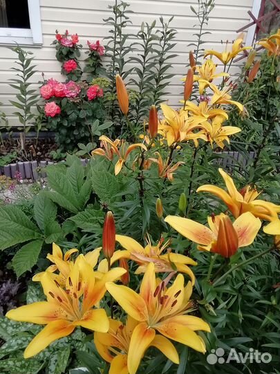 Лилии луковицы