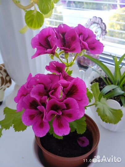 Герань пеларгония королевская