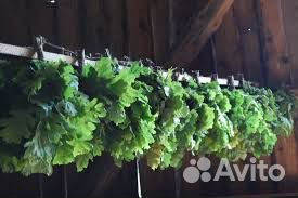 Веники дубовые