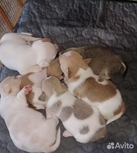 Красотульки