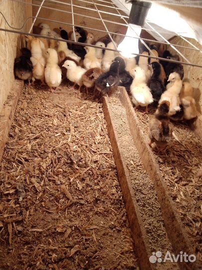 Цыплята несушки