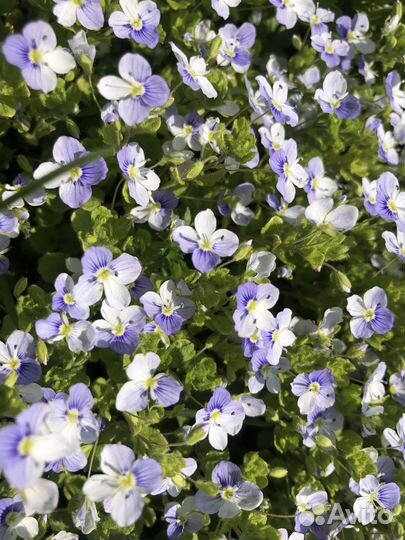 Вероника нитевидная