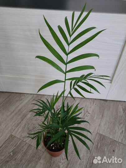 Монстера, Хамедорея, Хлорофитум, Замиокулькас