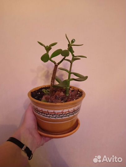 Комнатные растения