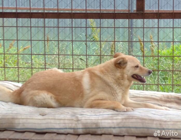 Собака друг в добрые руки