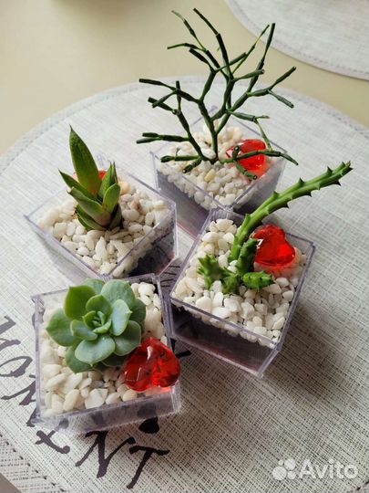 Флорариум. Разные виды суккулентов