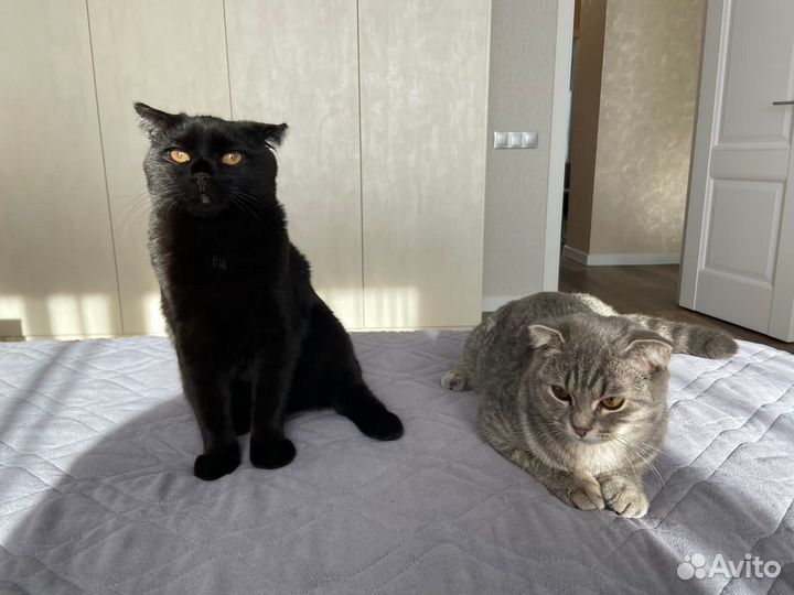 Кошки вислоухие