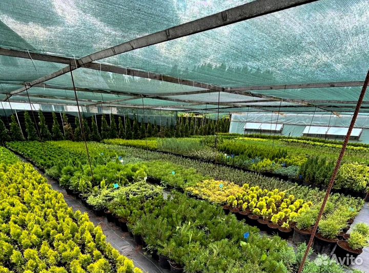 Черенки туи смарагд