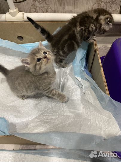 Шотландская