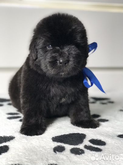 Ньюфаундленд