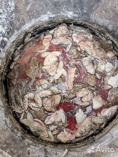 Лягушачьи лапки вяленные