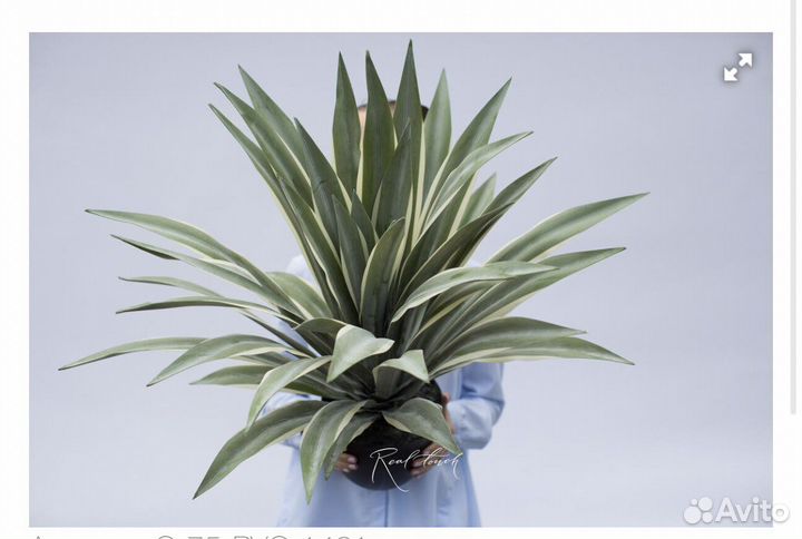 Искусственные растения для декора