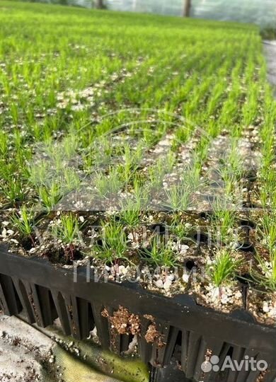 Сеянцы на лесовосстановление Горная сосна Мугус зк