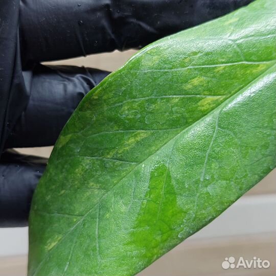 Замиокулькас черный вариегатный и Empreror