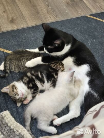 Продам котят
