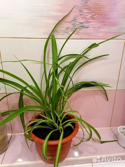 Хлорофитум кудрявый Бонни