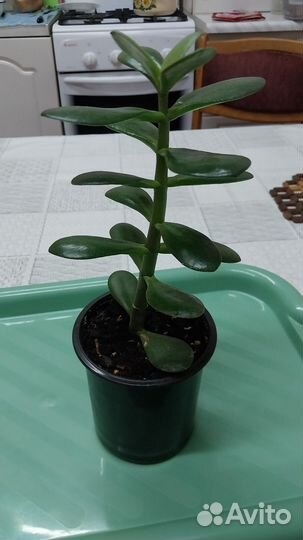 Толстянка (Денежное дерево)