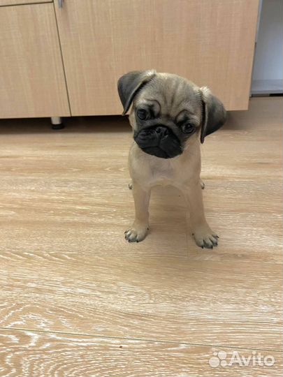 Щенки мопса