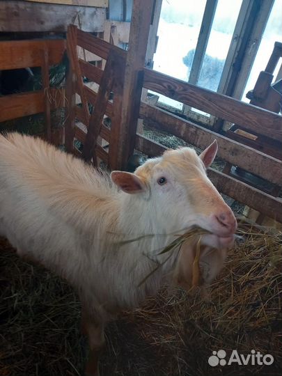 Продается зааненский козел