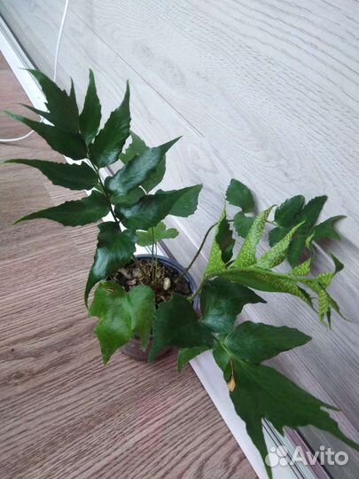 Папоротники и споры 3х сортов