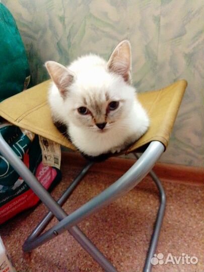 Кошки породистые