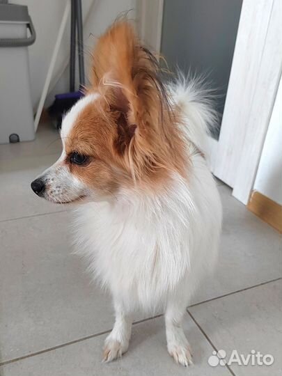 Щенки папийона