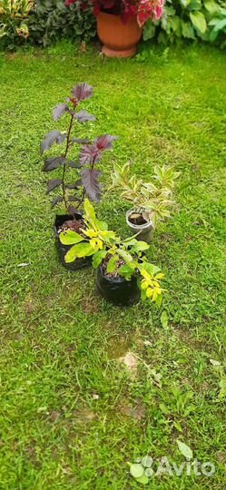 Декоративные кустарники