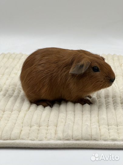 Морская свинка Калифорния с бесплатной доставкой