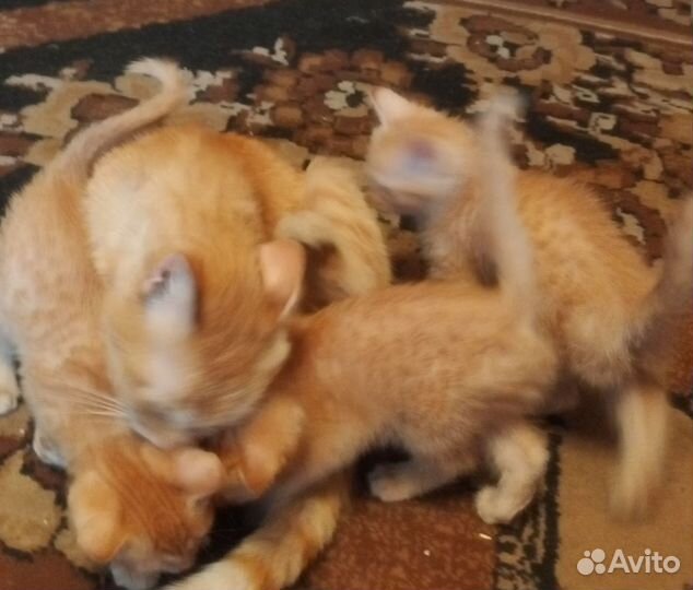 Котята в добрые руки бесплатно