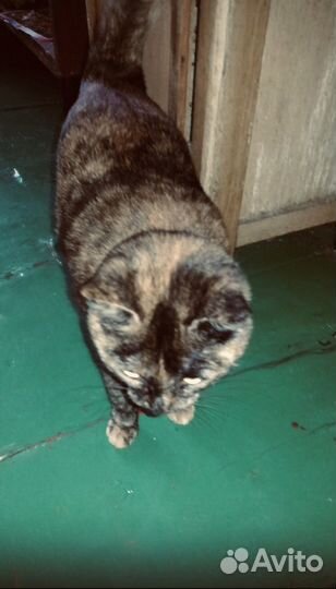 Кошечка в добрые руки