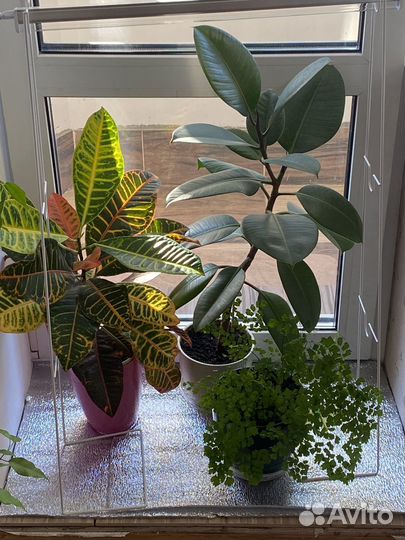 Кодиеум кротон