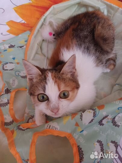 Кошка