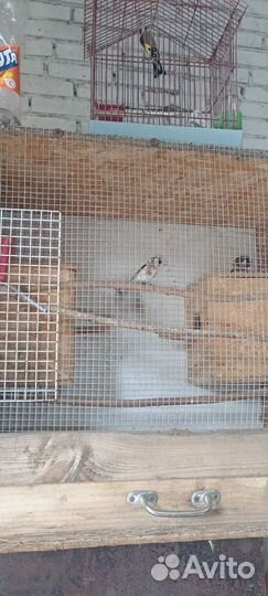 Птица щегол