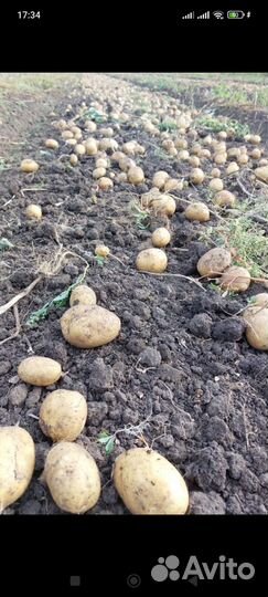 Продам картофель