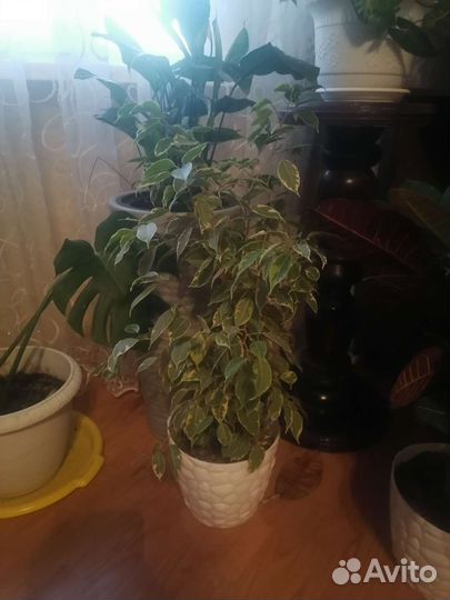 Продам цветы комнатные