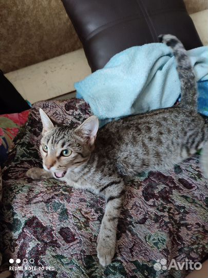 Котенок мальчик