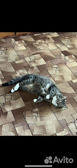 Кот в добрые руки