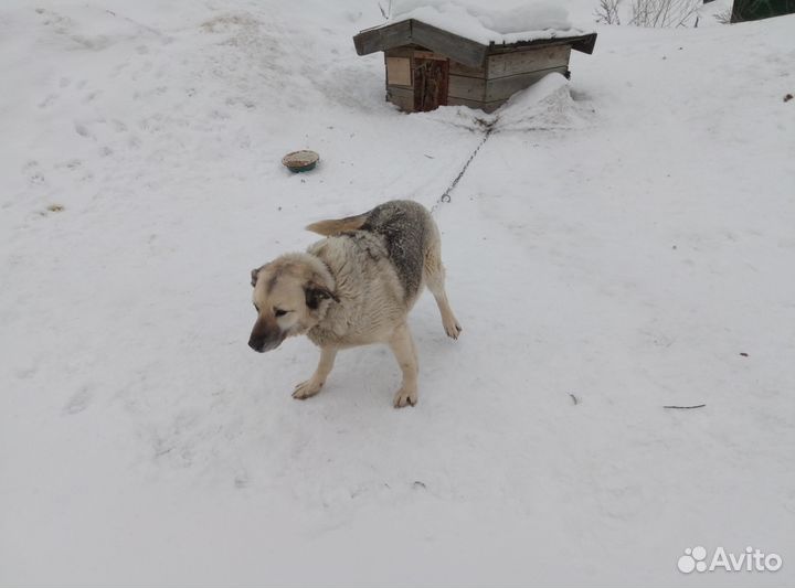 Верный пес, Белый волк, ждет новых хозяев