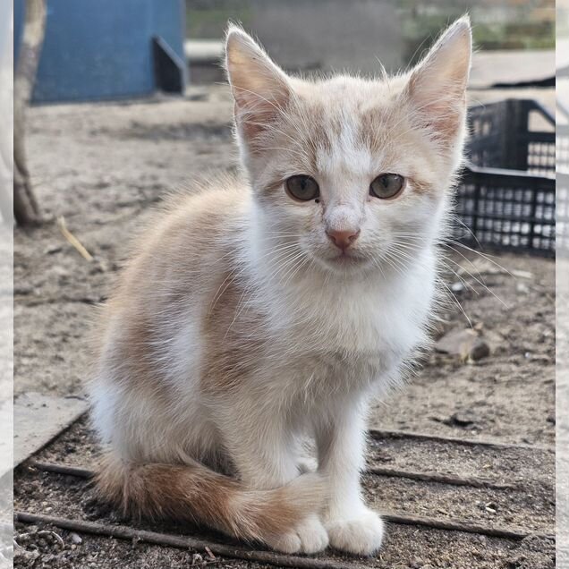 Котёнок в добрые руки