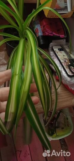 Хлорофитумы три сорта