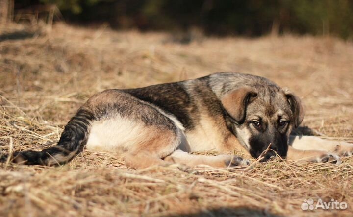 Щенок в добрые руки
